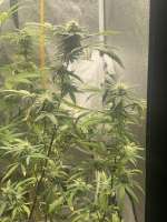 Old Man Purps archive 3