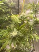 Old Man Purps archive 5