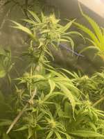 Old Man Purps archive 4