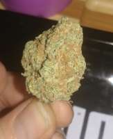 Patrick Swazi archive 1