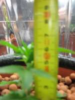 Pineapple: strain page photo, credit seedfinder.eu, copyright status shown with credit copyright unverified