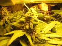 Pineapple: strain page photo, credit seedfinder.eu, copyright status shown with credit copyright unverified