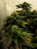 An image of Pineapple Kush