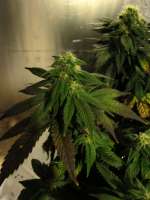Pineapple Kush: strain page photo, credit seedfinder.eu, copyright status shown with credit copyright unverified