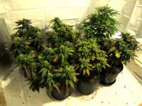 An image of Pineapple Kush