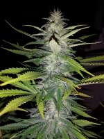 An image of Pineapple Kush