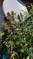An image of Purple Bubba Kush