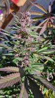 An image of Purple Bubba Kush