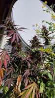 An image of Purple Bubba Kush