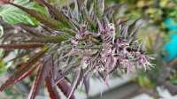 An image of Purple Bubba Kush