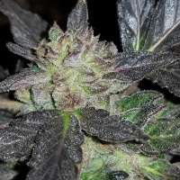 Runtz: strain page photo, credit seedfinder.eu, copyright status shown with credit copyright unverified