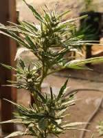 snowman: strain page photo, credit seedfinder.eu, copyright status shown with credit copyright unverified