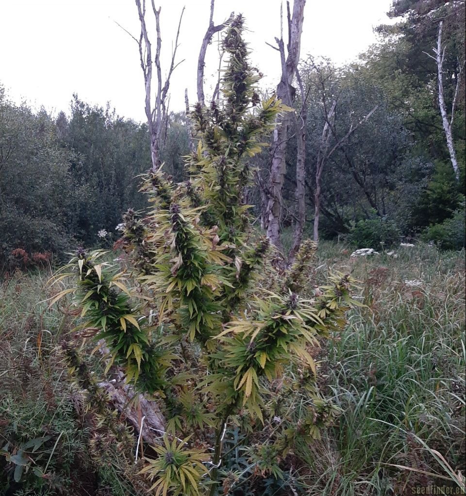 Viking flowering cannabis, as labeled by the cited photo source