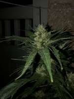 Wally Duck's Ducksfoot archive 3