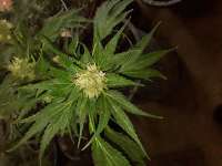 Wally Duck's Ducksfoot archive 1