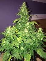 Wally Duck's Ducksfoot archive 4