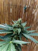 Auto Pineapple Blue Dwarf