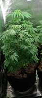 Papaya: strain page photo, credit seedfinder.eu, copyright status shown with credit copyright unverified