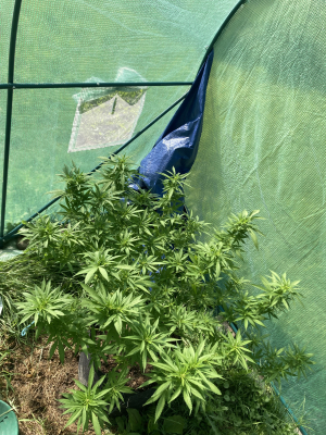 An image of Burmese Skunk