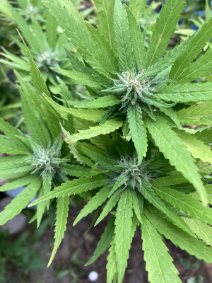 An image of Burmese Skunk