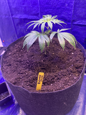 An image of Burmese Skunk