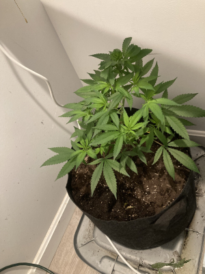 An image of Burmese Skunk