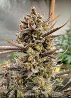 Banana Hammer Auto archive 3