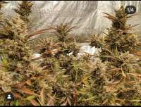 Banana Hammer Auto archive 4