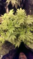 An image of Big Bud