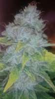 Blue Power: strain page photo, credit seedfinder.eu, copyright status shown with credit copyright unverified