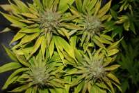 Blue Power: strain page photo, credit seedfinder.eu, copyright status shown with credit copyright unverified