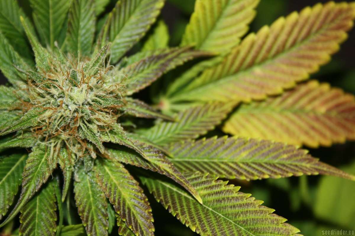 Blue Power flowering cannabis, as labeled by the cited image source