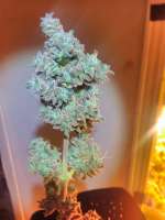 An image of Blueberry Bliss Auto