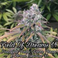 Field of Dreams V1 archive 2