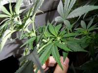 Afghan Kush: strain page photo, credit seedfinder.eu, copyright status shown with credit copyright unverified
