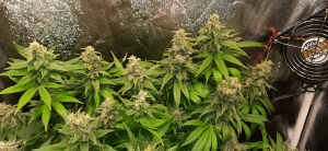 An image of Banana Kush