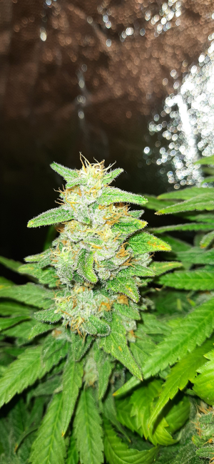An image of Banana Kush