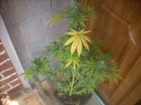 An image of Master Kush