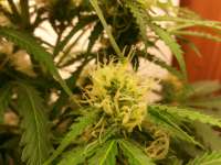 An image of Northern Lights Automatic
