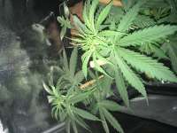 An image of Northern Lights Automatic