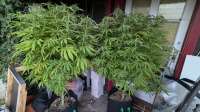 Purple Haze: strain page photo, credit seedfinder.eu, copyright status shown with credit copyright unverified