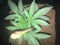 An image of Skunk #1