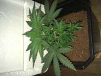 An image of Skunk #1