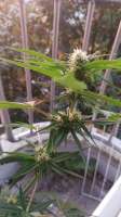 An image of Strawberry Kush