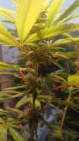 An image of Strawberry Kush