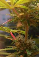 Strawberry Kush: strain page photo, credit seedfinder.eu, copyright status shown with credit copyright unverified