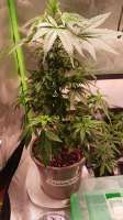 An image of Strawberry Kush