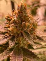 Wedding Cheesecake archive 2