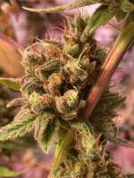 Wedding Cheesecake archive 1