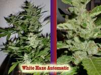 White Haze Automatic archive 1